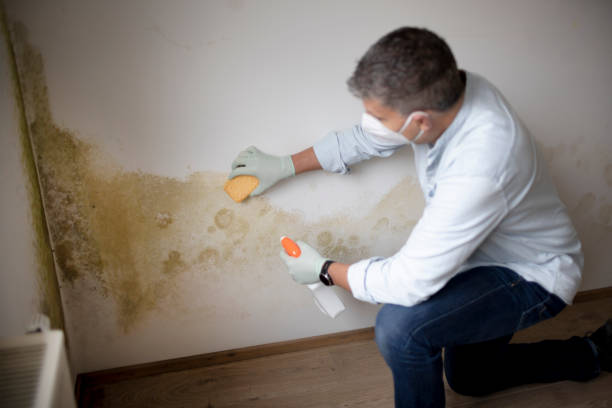 Mold Odor Removal Services in Thompson, ND