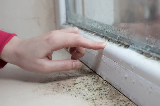 Best Emergency Mold Remediation  in Thompson, ND