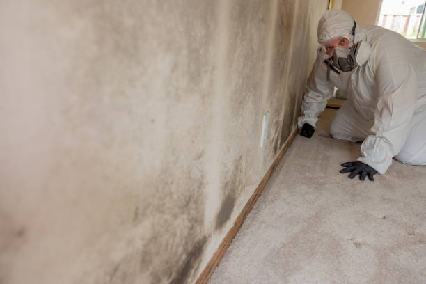 Best Basement Mold Removal  in Thompson, ND